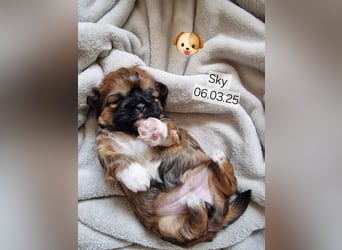 Unsere reinrassige Shih Tzu Hündin Sky sucht ab mitte Mai noch ihr neues Zuhause