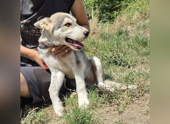 MONTY Husky Mix