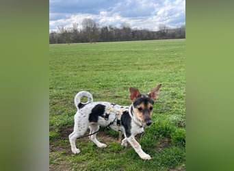 Welpendame CHANEL (auf Pflegestelle in 90453 Nürnberg) sucht ihr Zuhause!