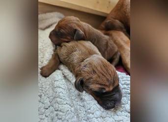 Rodesian Ridgeback Welpen im Kennel "Free Spirit"