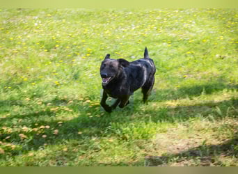 KYLO Labradormix - freundlicher Begleiter mit ruhiger Ausstrahlung und liebevollem Wesen!