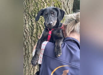 Ella (Elvira) VA - Aufgeweckte Welpin sucht Abenteuer und Geborgenheit