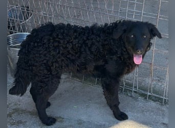 GONZALES❤️ liebenswerter, agiler und neugieriger Kroatischer Schäferhund-Mix