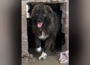 THEO, Rüde, 1,5 Jahre, 45cm, Mischling, Tierschutz