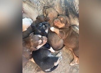 Kuma - welpentypisch aktive, verspielte Husky-Mix Hündin / z.Zt. noch in Rumänien