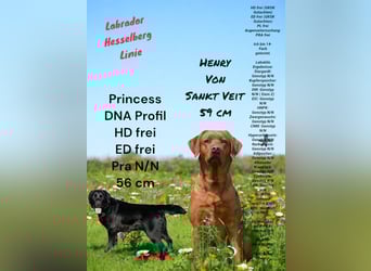 Labrador Welpen mit Ahnentafel 