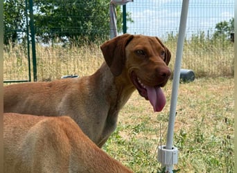 Daisy, geboren 01.12.2023, 58cm sucht ihre Menschen