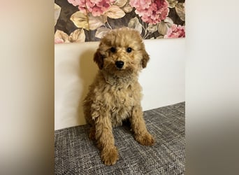 Maltipoo-Mädchen