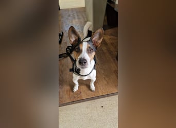 Reinrassiger Jack Russell Terrier