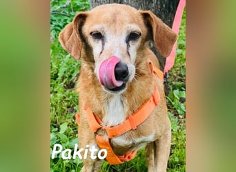 Pakito geb. 08/2017 (ESP) - verschmuster, ruhiger Goldschatz sehnt sich nach Liebe!