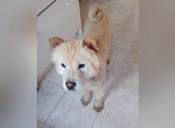Chow-Chow Mädchen *Natascha* sucht das richtige Zuhause