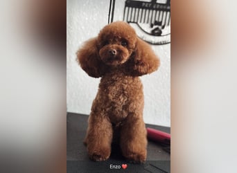 Maltipoo F 1 Welpen