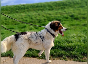 Charlie- ein liebevoller Kokoni-Mix sucht sein Zuhause