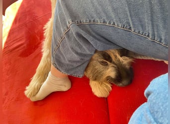 Tolle Bonnie möchte eine liebe Familie