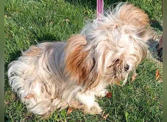 Chip 230885: Sucht ein Zuhause