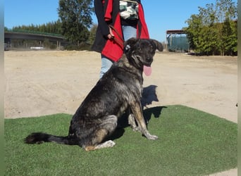 Elfie, Schäferhund-Mix, lieb und verträglich