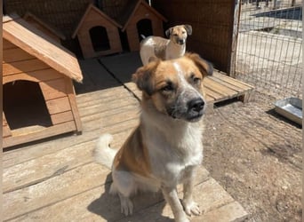 Noel sucht ein Zuhause