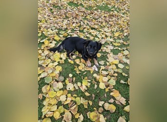 JACK - der neugierige kleine Dackelmix-Mann liebt Kinder und Artgenossen +  sucht ein liebes Zuhause