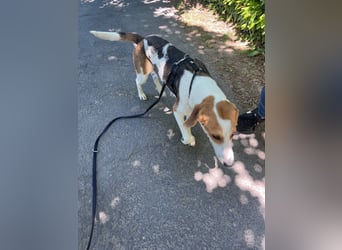 Familienhund Lona, zu besuchen in Bad Nauheim