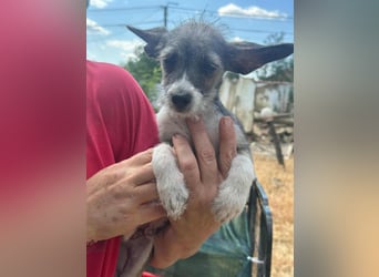 Larry, geboren 30.03.2025, 21cm sucht sein Glück
