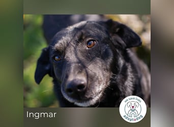 Ingmar: Dein treuer Begleiter!