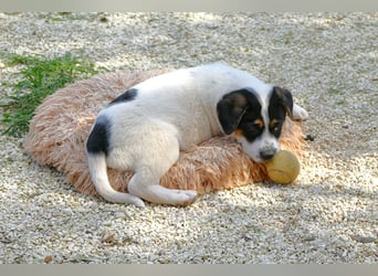 Knoppers sucht noch sein Zuhause für immer