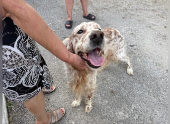 Hercules - Ein Setter mit Geschichte und großem Herzen