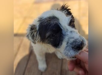 Mungo