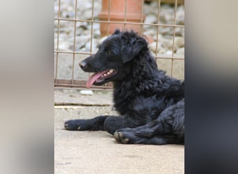 Kuschelkönigin CAPRI liebt die Nähe der Menschen sehr