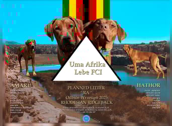 Szczeniaki  Rhodesian Ridgeback/ Pies/Suka Rhodesian Ridgeback/ welpen rhodesian