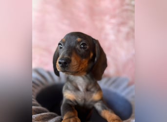 Zwergdackel, amerikanische Zwergdackel, Dackel Welpen , Tiger Dackel suchen tolle Familien