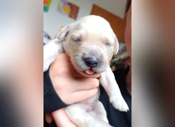 Golden Retriever Welpen/Creme x Dark Golden