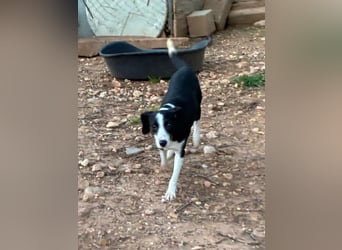 Fröhliche MINNIE lebensfroh, aufgeschlossen, verspielt freut sie sich, das Tierheim zu verlassen