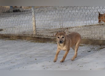 lustige kleine Bluma bringt viel Freude