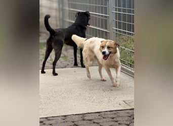 Adel – für Menschen, die lieber einen Hund richtig lieben als zwei halb“