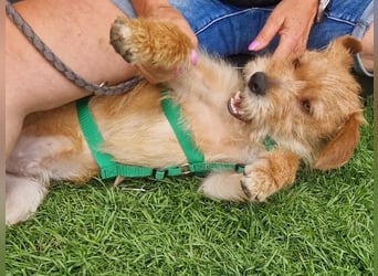 lieber Junghund Sammy sucht eine Familie