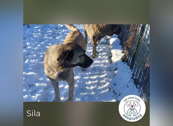 Sila: Große Hündin mit großem Herzen