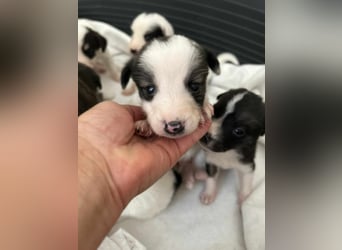 Ricky – Mutig und herzlich, sucht sein Glück bei dir