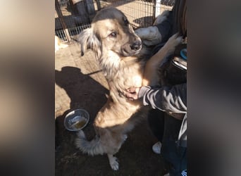 Phoenix sucht ein Zuhause