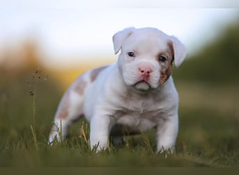 Unglaublich schöne American Bully Welpen!