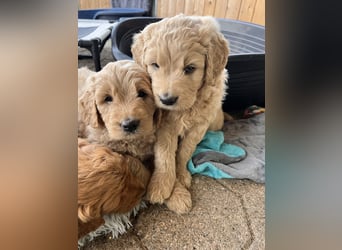 Goldendoodle mini Medium Doodle Abgabe an Pfingsten