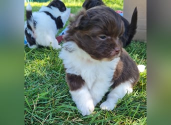 Bezaubernde Welpen aus Bolonka Zwetna und Pomeranian (Zwergspitz)