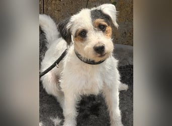 Wunderschöne Parson Jack-Russell Terrier Welpen, aus liebevoll. Hausaufzucht