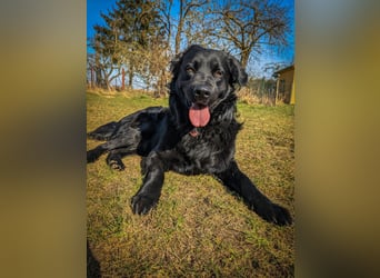 Kaukase-Hovawart Mix sucht neues Zuhause