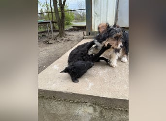 Pfiffige PANCHO - neugierig, gechillt und verschmust