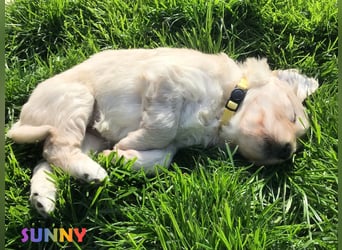 Goldendoodle & Labradoodle Labrador+Golden+Retriever+Pudel Welpen