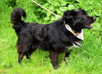 Cooper Y157 ist ein herziger Clown
