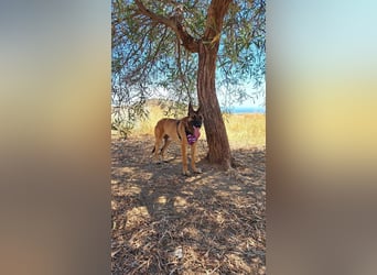 Levante (Spanien) - liebenswerter Junge sucht aktives Zuhause
