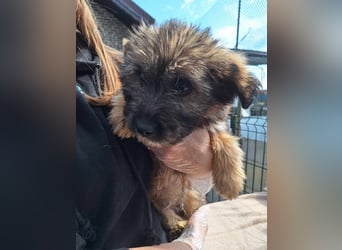 ⭐️MAYO⭐️, Rüde, 3 Monate, 23 cm, Mischling, Tierschutz