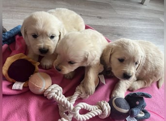 Golden Retriever Welpen abzugeben